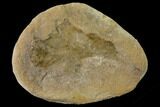 Cretaceous Fossil Leaf (Viburnum) - Kansas #136449-1